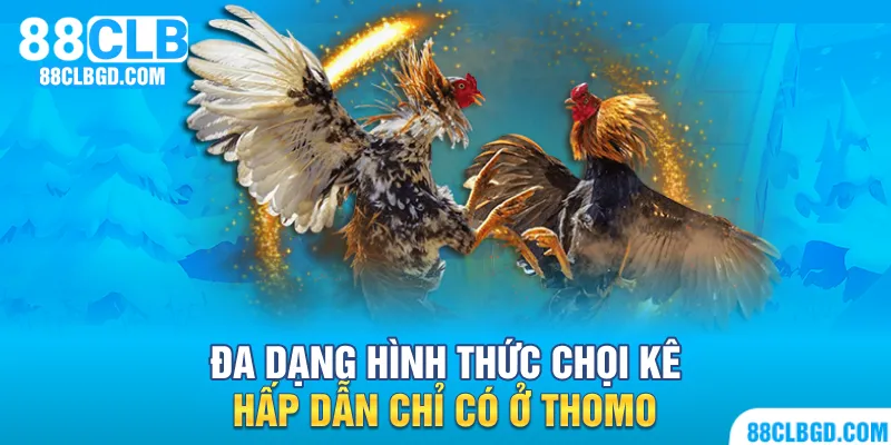 Đa dạng hình thức chọi kê hấp dẫn chỉ có ở Thomo