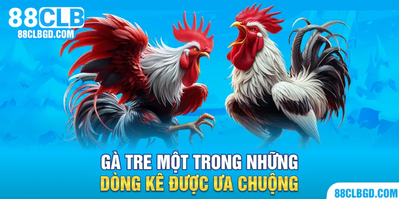 Gà tre là một trong những dòng kê được ưa chuộng