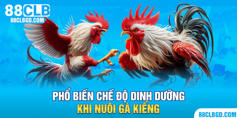 Phổ biến chế độ dinh dưỡng thường dùng cho việc nuôi gà kiểng
