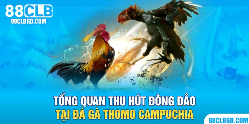 Đá gà Thomo Campuchia thu hút đông đảo kê thủ mỗi ngày