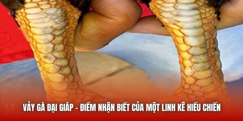 Vảy Gà Đại Giáp - Điểm Nhận Biết Của Một Linh Kê Hiếu Chiến