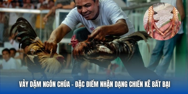 Vảy Dặm Ngón Chúa - Đặc Điểm Nhận Dạng Chiến Kê Bất Bại