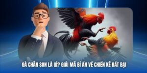 Gà Chân Son Là Gì? Giải Mã Bí Ẩn Về Chiến Kê Bất Bại
