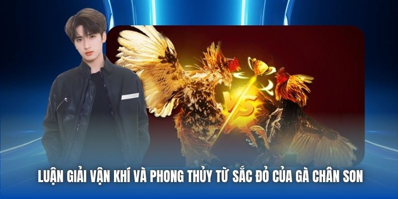 Luận giải vận khí và phong thủy từ sắc đỏ của gà chân son